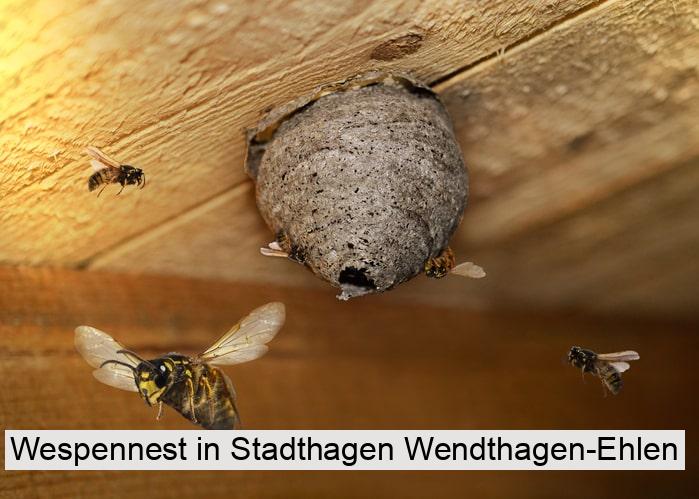 Wespennest in Stadthagen Wendthagen-Ehlen